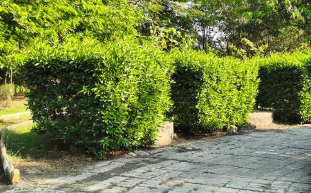 એકતાવનમાં કોનોકાર્પસ, ઉઠ્યા સવાલો