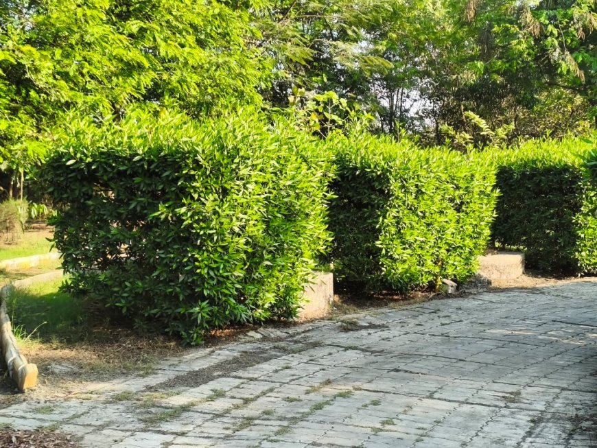 એકતાવનમાં કોનોકાર્પસ, ઉઠ્યા સવાલો